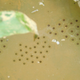 Frog eggs floating in a submerged elephant track.